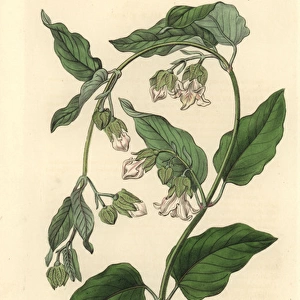 White bladderbloom or bladder flower, Araujia sericifera