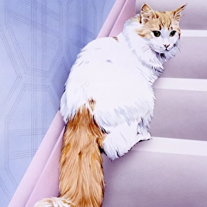 White cat with ginger tail / face on stairs