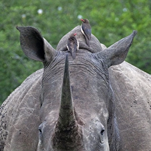 White Rhinoceros / Square-lipped Rhino - with Oxpeckers