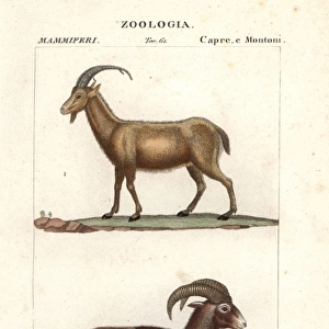 Wild goat, Capra aegagrus, and mouflon of Corsica