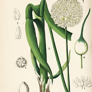 Wild leek, Allium ampeloprasum
