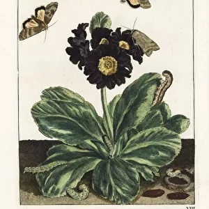 Willowherb hawkmoth on a black auricula flower