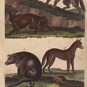 Wolf, fox, jackal, and wild dog of Ceylon