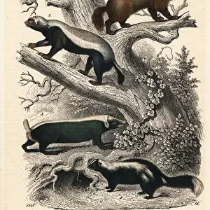 Wolverines, skunk and stink badger