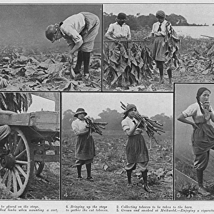 Women working on a tobacco farm, Norfolk, WW1