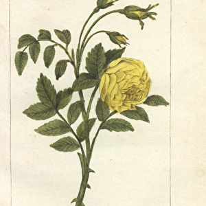 Yellow rose, Rosa lutea