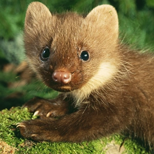 Young Pine Marten - close-up on forest floor