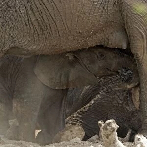 African Elephant - baby playing in the dust by its mother's belly - Etosha National Park - Namibia - Africa