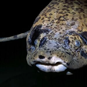 African Lungfish - ponds and swamps of East Africa