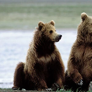 Alaskan Brown Bear - sub-adults - Katmai National Park - Alaska