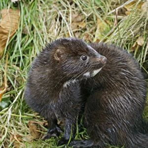 American Mink - side view, autumn North America 002996
