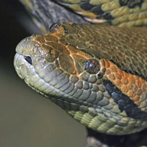 Anaconda head