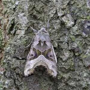 Angle Shades Moth - resting on bark of a tree - July - Cannock Chase - Staffordshire - England