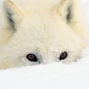 Arctic Wolf / Arctic Gray Wolf in deep snow. MW2620