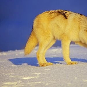 Arctic Wolf / Arctic Gray Wolf in snow. MW2350
