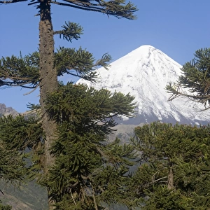 Argentina - Lanin Volcano (3, 776 m) and Araucaria / Monkey Tree / Chile Pine forest. Lanin National Park, Neuquen Province
