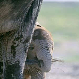 Asian / Indian Elphant - with calf