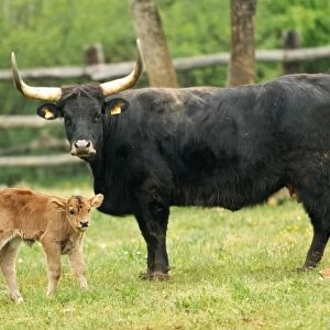 Aurochs WAT 5691 Wild ancestor of domestic cattle - with calf Bos primigenius © M. Watson / ARDEA LONDON