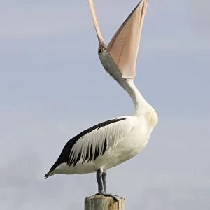 Australian Pelican Standing with bill wide open and pointing skywards to collect rainwater to drink during a heavy shower. Noosaville, Sunshine Coast, Queensland, Australia