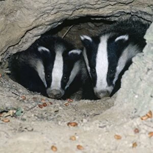 Badgers - in sett