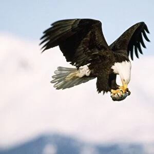 Bald Eagle - in flight with prey in claws