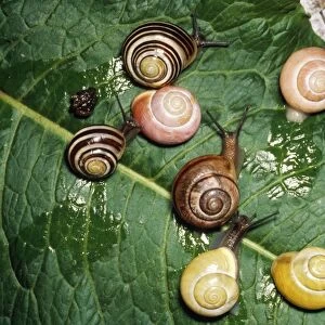 Banded Snails - showing genetic polymorphism in wide variety of colour patterns within one species