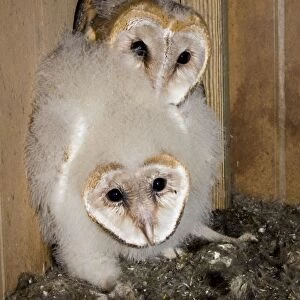 Barn Owl - nesting in deer hunting blind. South Texas
