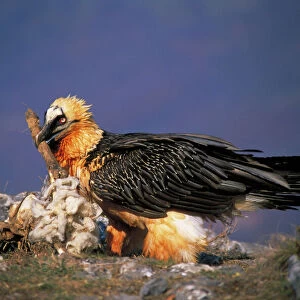 Bearded Vulture / Lammergeier - With carcass bone in beak - Spain - 10 foot maximum wing-span-Pyrenees- Only bone-eating specialist bird in the world - Found in Spain-France-Greece-Turkey-Italy-Africa - Rare