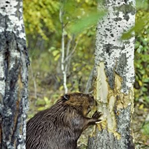 Beaver - cutting aspen tree MT40