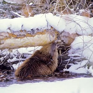 Beaver - eating bark off the underside tree it has cut down, winter. MT306