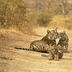 Bengal Tiger JR 221 Tigress with cubs on dirt road. Ranthambhor National Park, India. Panthera tigris © Jagdeep Rajput / ARDEA LONDON