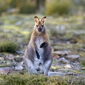 Bennett's Wallaby - adult standing on its hind legs in a heath-like habitat looking into the camera - Cradle Mountain-Lake St. Clair National Park, Tasmania, Australia