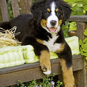 Bernese Mountain Dog - puppy lying on garden bench. Also known as Berner Sennenhund