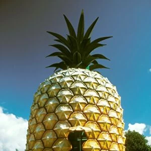 The Big Pineapple - Nambour, Queensland, Australia JLR00034