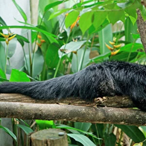 Binturong / Bearcat - lying on tree branch