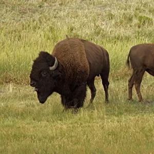 Bison - Wyoming, USA - Male (large) and female (smaller) in rut - Commonly called buffalo - Males weigh up to 2000 pounds-heaviest land mammal in North America-Nearly went extinct by 1894 due to hunting prompting Congress to pass the National Park