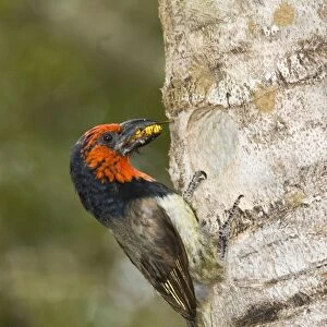 Black-collared Barbet bringing insect to young in nest in nesting box made from sisal stem. Sings synchronised duets. Frugivorous, also taking insects. Inhabits woodland, riparian and coastal dune forests