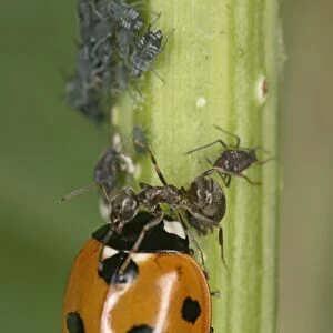 Black garden ant – protecting aphids from 7 spot ladybird Bedfordshire UK 001998