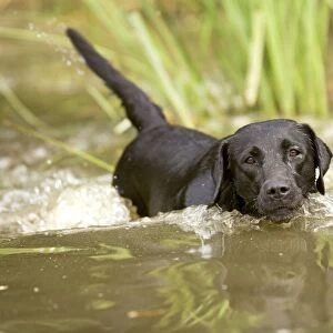 Black Labrador - swimming