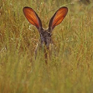 Black-tailed Jackrabbit - the blood through the ears help the jackrabbit regulate its body temperature. Mh210. California, USA