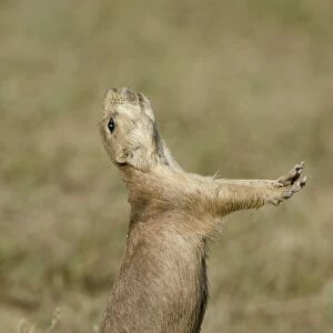 Black-tailed Prairie Dog - town / colony - one prairie dog doing "jump-yip" signal behaviour - Northern Great Plains - USA (whilst not definitive)