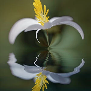Bloodroot flower and reflection. The Parklands, Louisville, Kentucky Date: 18-03-2021
