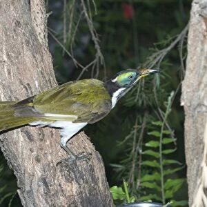 Blue-faced Honeyeater - near adult. This is the Northern Territory and Kimberleys subspecies with white wing patches. Large honeyeater, gregarious and aggressive. Inhabits open forests, river edge vegetation, woodlands, urban gardens