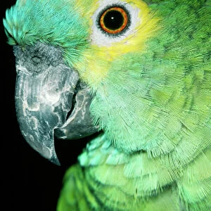 Blue Fronted Amazon Parrot South America