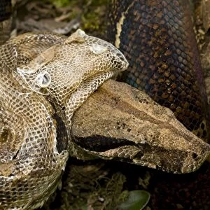 Boa Constictor - shedding skin - tropical rainforest - Guanacaste National Park - Costa Rica