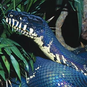 Boelen's Python - A recent discovery in Papua New Guinea