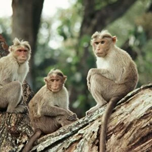 Bonnet Macaque GKB 898 India Macaca radiata © G. K. Brown / ARDEA LONDON