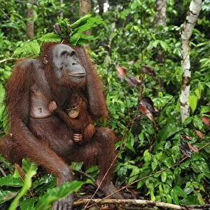 Borneo Orangutan - female with baby - holding leaves over their heads as a roof / umbrella to protect themselves from rain - Camp Leakey - Tanjung Puting National Park - Kalimantan - Borneo - Indonesia