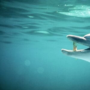 Bottle-nosed Dolphin AU 01 BC Fish in beak Tursiops truncatus © Ben Cropp / ARDEA LONDON