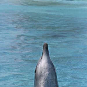 Bottlenose Dolphin - With head and body out of water
